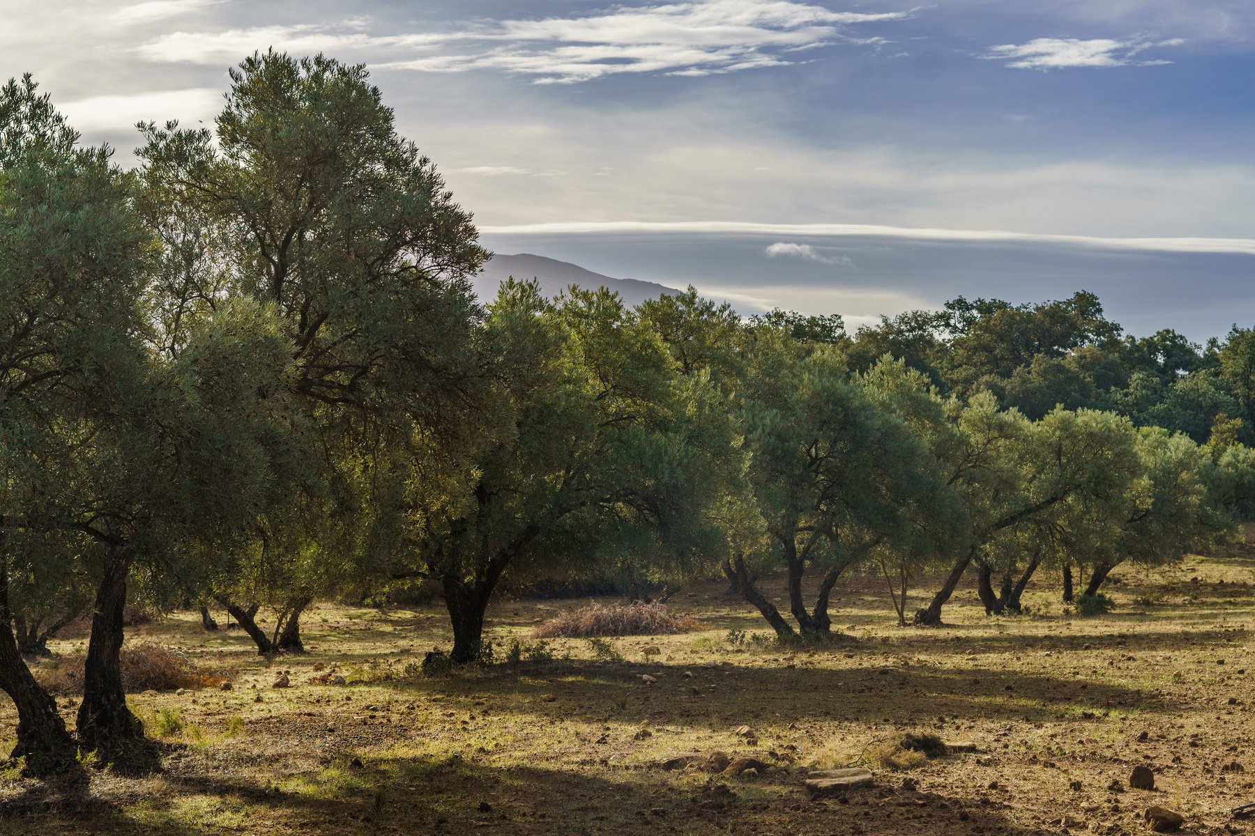 olive tree field in andalucia , spain with cloudy sky